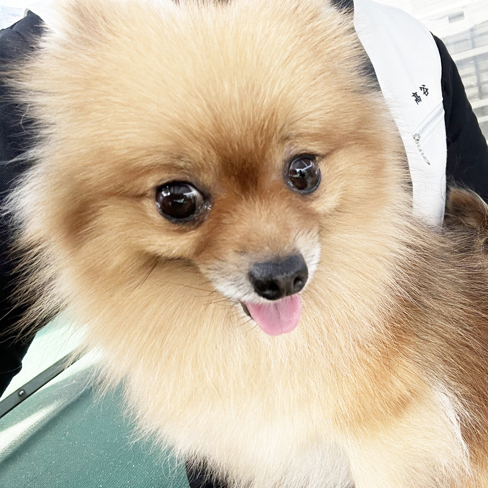 生徒が撮影したモデル犬！ＰＡＲＴ②